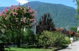 Mediterrane Flora an der Kurpromenade in Meran